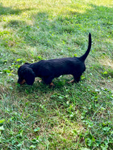 Load image into Gallery viewer, Luna 💕 Mini Dachshund 💕 longhaired female
