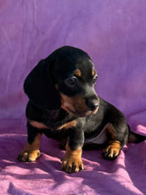 Load image into Gallery viewer, Breezy 💕 Mini Dachshund ☀️Female
