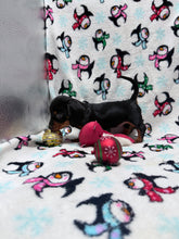 Load image into Gallery viewer, Joy 💕 Mini Dachshund ☀️Female
