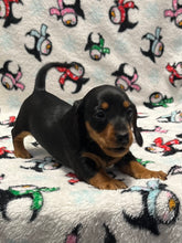 Load image into Gallery viewer, Scout 💕 Mini Dachshund 🥂 Male
