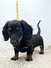 Load image into Gallery viewer, Faith 💕 Mini Dachshund 🌻 longhaired female
