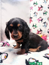 Load image into Gallery viewer, Winston 💕 Mini Dachshund ☀️Male
