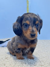 Load image into Gallery viewer, Dallas☀️ Mini Dachshund 🥂Long haired💕 Male ☀️
