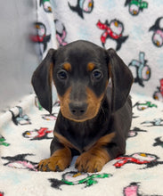 Load image into Gallery viewer, Austin 💕 Mini Dachshund 🥂 Male
