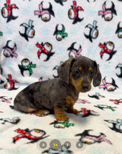 Load image into Gallery viewer, Cora 💕 Mini Dachshund ☀️Female
