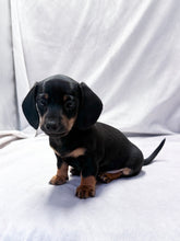 Load image into Gallery viewer, Scooter 💕 Mini Dachshund ☀️Male
