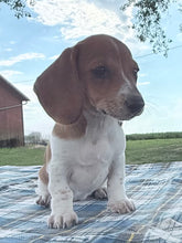 Load image into Gallery viewer, Daisy 💕 Mini Dachshund ☀️Female
