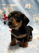 Load image into Gallery viewer, Cole 💕 Mini Dachshund 🥂 Male 🎄
