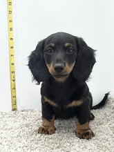 Load image into Gallery viewer, Luna 💕 Mini Dachshund 💕 longhaired female
