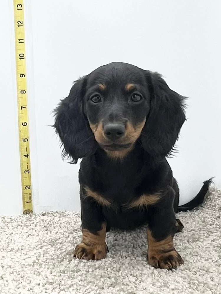 Luna 💕 Mini Dachshund 💕 longhaired female