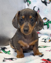 Load image into Gallery viewer, Cora 💕 Mini Dachshund ☀️Female
