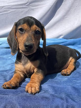 Load image into Gallery viewer, Cane ☀️ Mini Dachshund 🌻 Male
