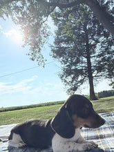Load image into Gallery viewer, Conrad 💕 Mini Dachshund ☀️Male
