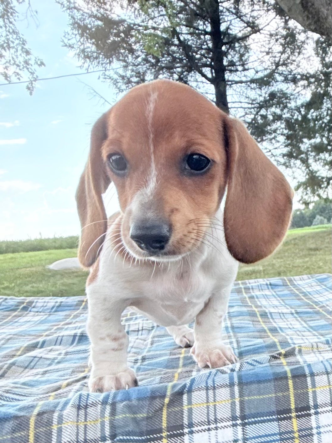 Daisy 💕 Mini Dachshund ☀️Female