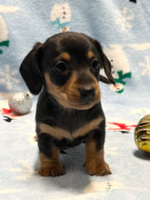 Load image into Gallery viewer, Cole 💕 Mini Dachshund 🥂 Male 🎄
