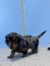 Load image into Gallery viewer, Wynona 🌻 mini Dachshund 💕 long haired 🥂 Female
