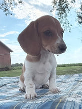 Load image into Gallery viewer, Daisy 💕 Mini Dachshund ☀️Female
