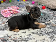 Load image into Gallery viewer, Harley ♥️ AKC French Bulldog 🥂 Male
