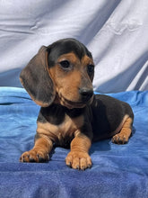 Load image into Gallery viewer, Cane ☀️ Mini Dachshund 🌻 Male
