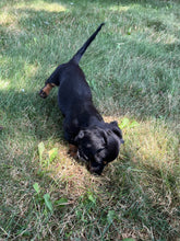 Load image into Gallery viewer, Faith 💕 Mini Dachshund 🌻 longhaired female
