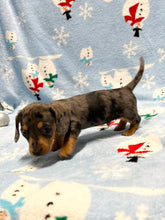 Load image into Gallery viewer, Nicholas 💕 Mini Dachshund 🥂 Male 🎄
