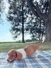 Load image into Gallery viewer, Isabelle 💕 Mini Dachshund ☀️Female
