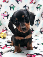 Load image into Gallery viewer, Waylon 💕 Mini Dachshund ☀️Male
