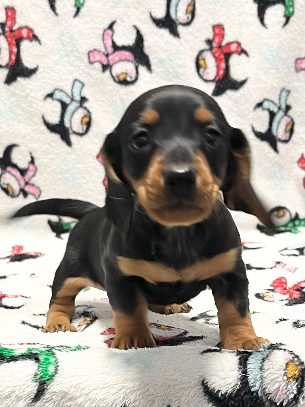 Scout 💕 Mini Dachshund 🥂 Male