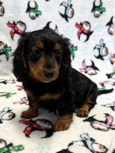 Load image into Gallery viewer, Love💕 Fluffy Mini Dachshund ☀️Female
