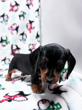 Load image into Gallery viewer, Gracie 💕 Mini Dachshund ☀️Female
