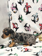 Load image into Gallery viewer, Dasher 💕 Mini Dachshund 🥂 Male 🎄
