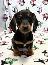 Load image into Gallery viewer, Austin 💕 Mini Dachshund 🥂 Male
