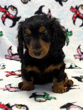 Load image into Gallery viewer, Love💕 Fluffy Mini Dachshund ☀️Female
