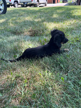 Load image into Gallery viewer, Faith 💕 Mini Dachshund 🌻 longhaired female
