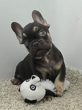 Load image into Gallery viewer, Hank 💕French Bulldog 💕Male
