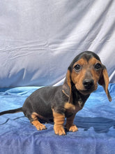 Load image into Gallery viewer, Cane ☀️ Mini Dachshund 🌻 Male
