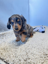 Load image into Gallery viewer, Dallas☀️ Mini Dachshund 🥂Long haired💕 Male ☀️
