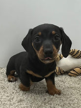 Load image into Gallery viewer, Scooter🥂 Mini Dachshund 💕 Male
