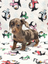 Load image into Gallery viewer, Merry 🎄 Mini Dachshund 💕 Female 🎄
