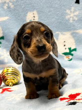 Load image into Gallery viewer, Nicholas 💕 Mini Dachshund 🥂 Male 🎄
