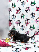 Load image into Gallery viewer, Gracie 💕 Mini Dachshund ☀️Female
