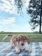 Load image into Gallery viewer, Isabelle 💕 Mini Dachshund ☀️Female
