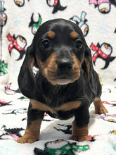 Load image into Gallery viewer, Linus 💕 Mini Dachshund 🥂 Male
