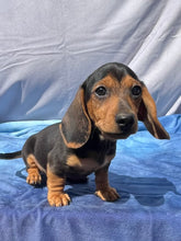 Load image into Gallery viewer, Cane ☀️ Mini Dachshund 🌻 Male
