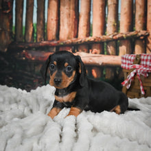 Load image into Gallery viewer, Rocky🥂 Mini Dachshund 💕 Male
