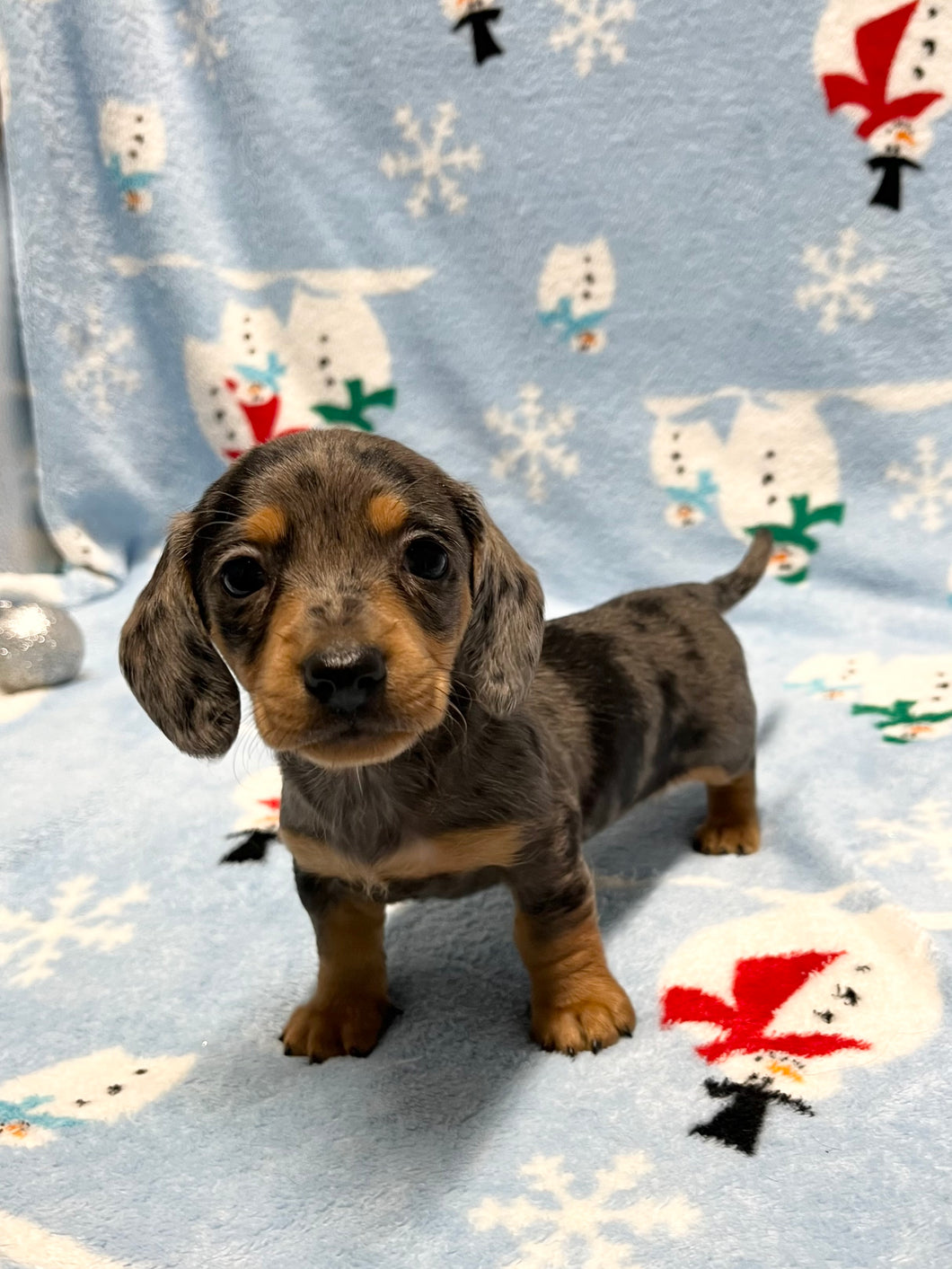 Nicholas 💕 Mini Dachshund 🥂 Male 🎄