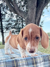 Load image into Gallery viewer, Isabelle 💕 Mini Dachshund ☀️Female
