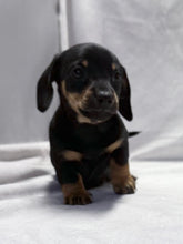 Load image into Gallery viewer, Breezy 💕 Mini Dachshund ☀️Female
