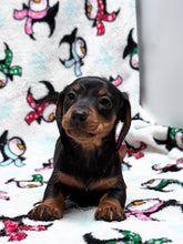 Load image into Gallery viewer, Gracie 💕 Mini Dachshund ☀️Female

