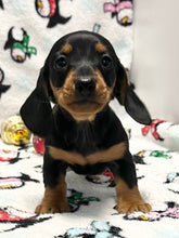 Load image into Gallery viewer, Scout 💕 Mini Dachshund 🥂 Male
